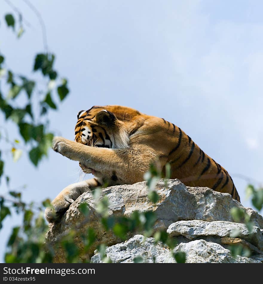 Tiger on the rock, yawn, zoo and wildlife