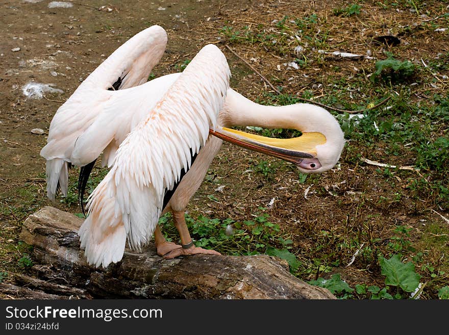 Pelican - Pelecanus - wildlife and zoo