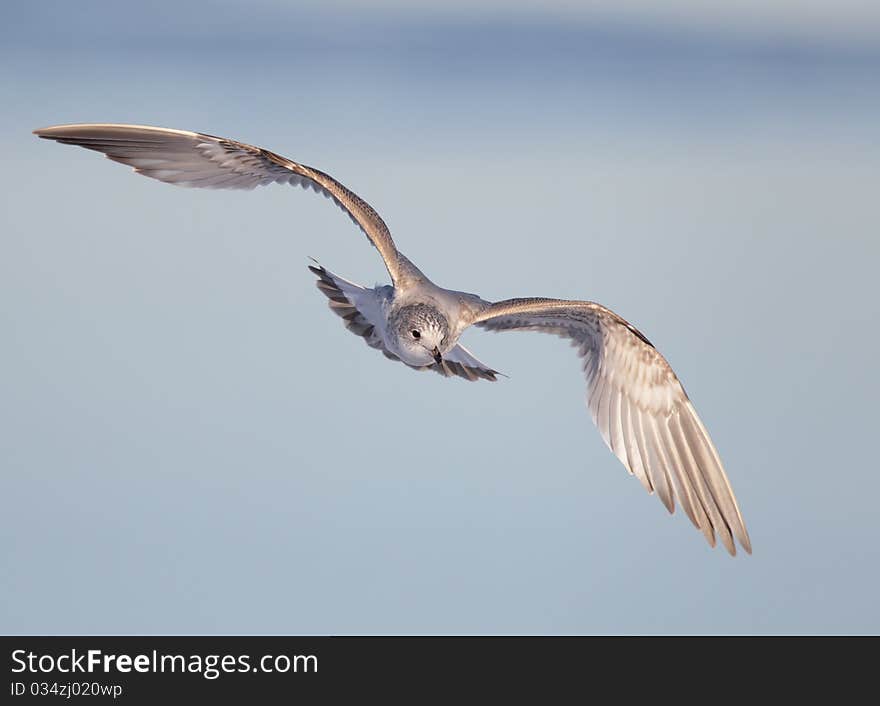 A Mew gull against a blue sky