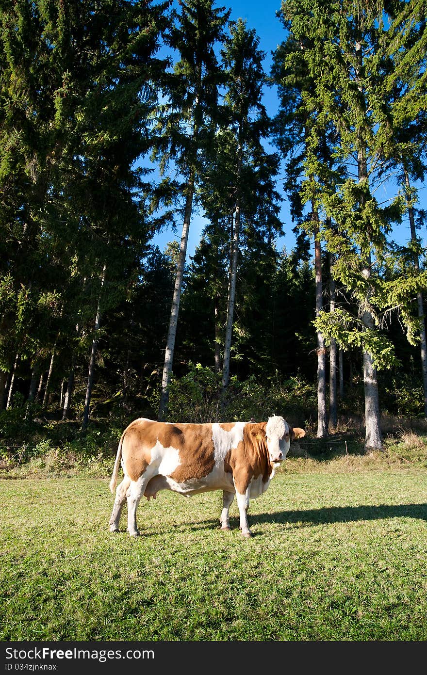 Cow On An Idyllic Pasture