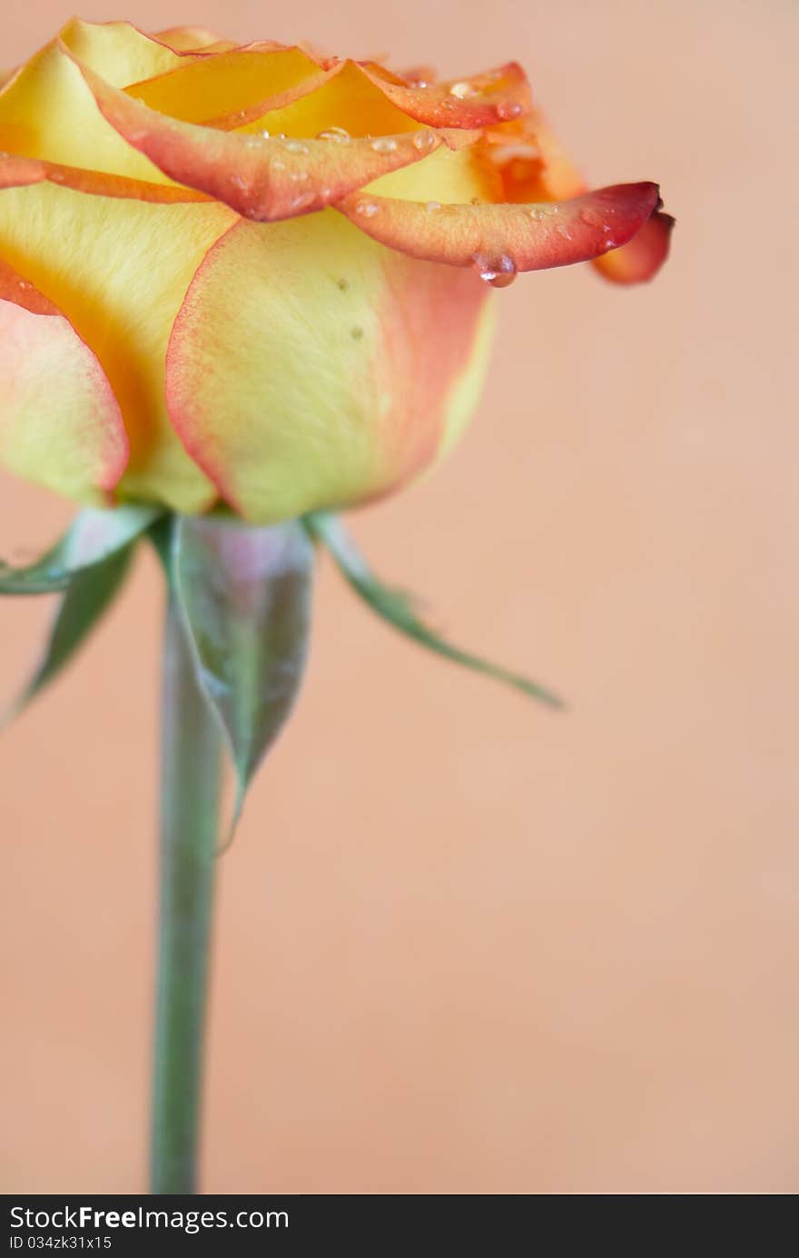 Blossoming out rose with a drop of water on petals