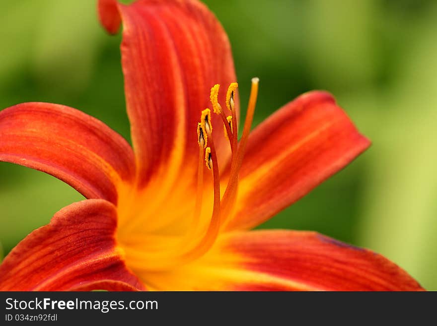 Lily Lilium macro in the garden. Lily Lilium macro in the garden