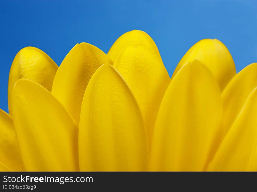 Macro view of yellow petals with blue sky background