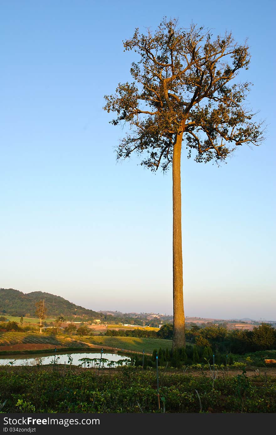 The first sun light true the big tree in the morning.