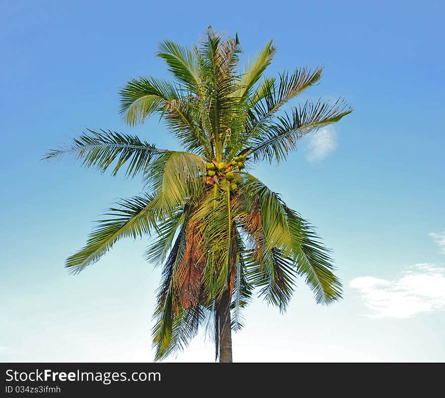 Palm in the blue sky