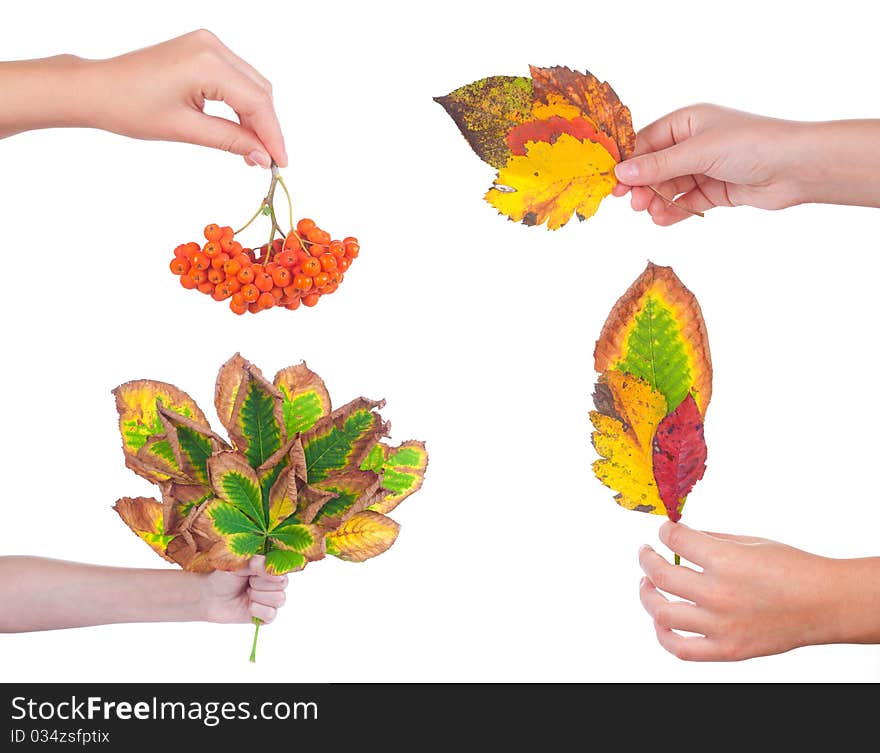 Autumn leaves on a female hand, isolated