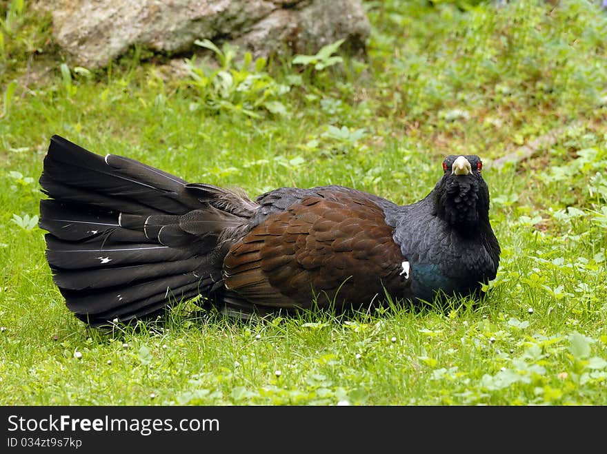 Western Capercaillie