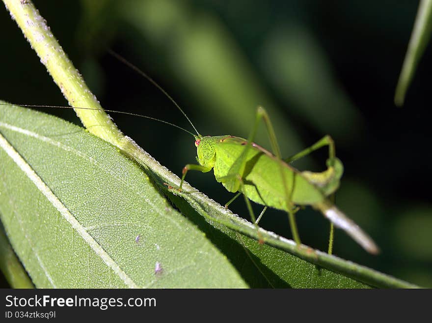 Grasshopper in the grass