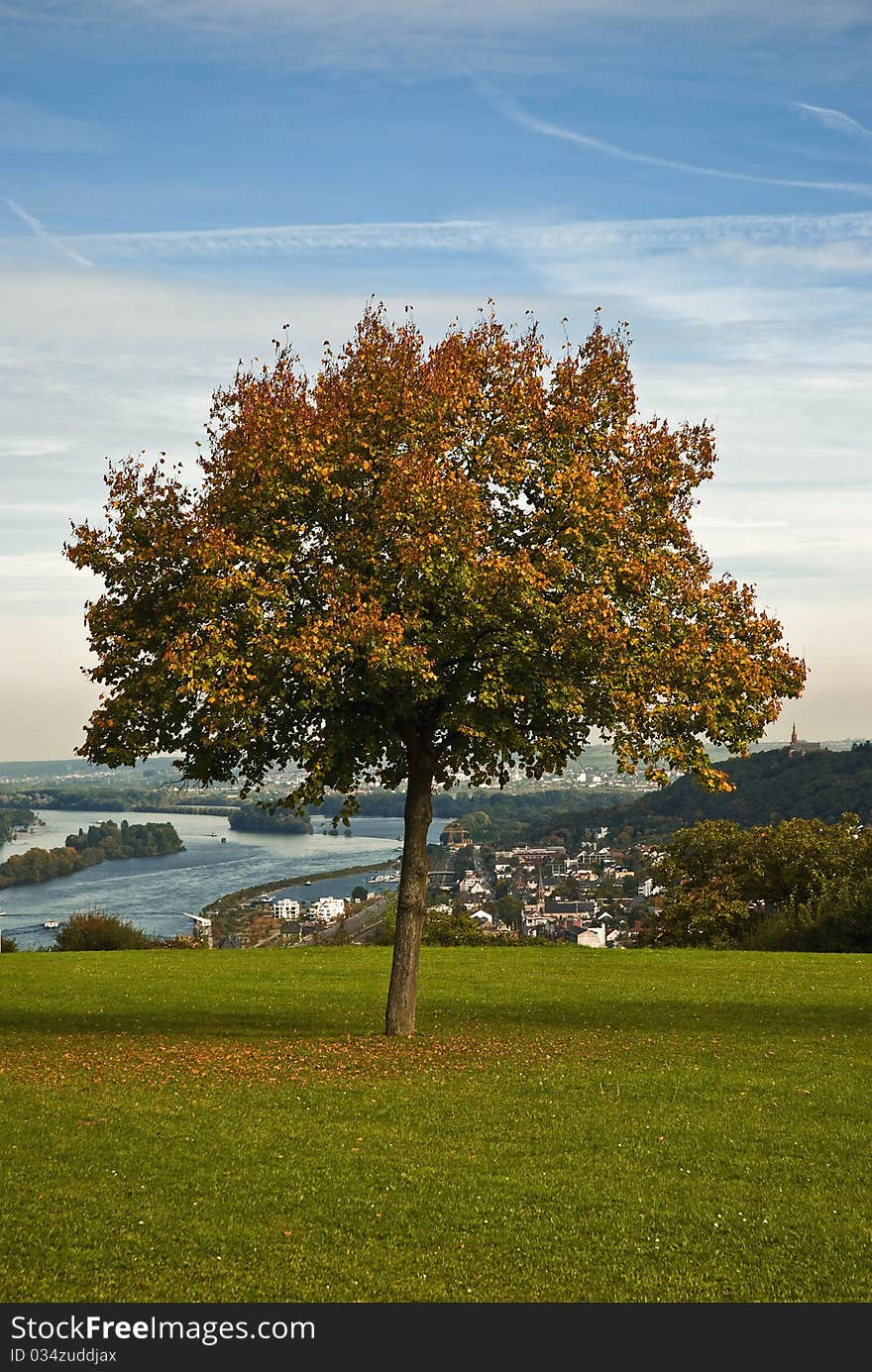 Autumnal tree on a hill above the river rhine in bingen