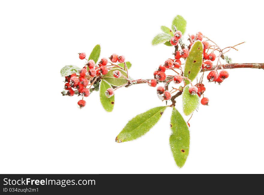 Frosted Pyracantha