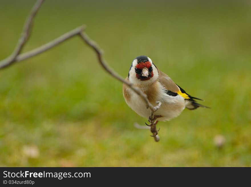 Goldfinch