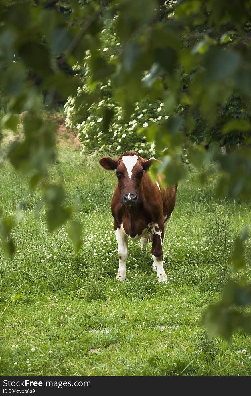 Single cow standing on a meadow in a forest