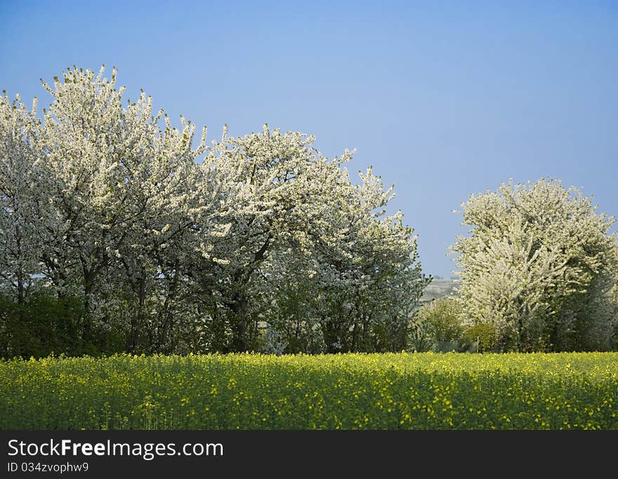 Blossoming season