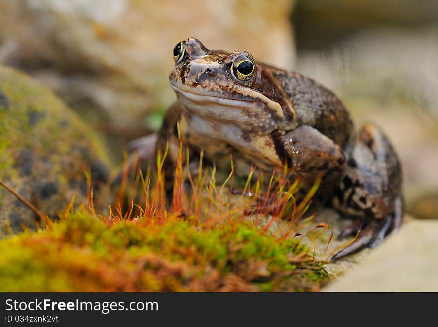 Frog portrait. In the spring during the spawning period. Frog portrait. In the spring during the spawning period.