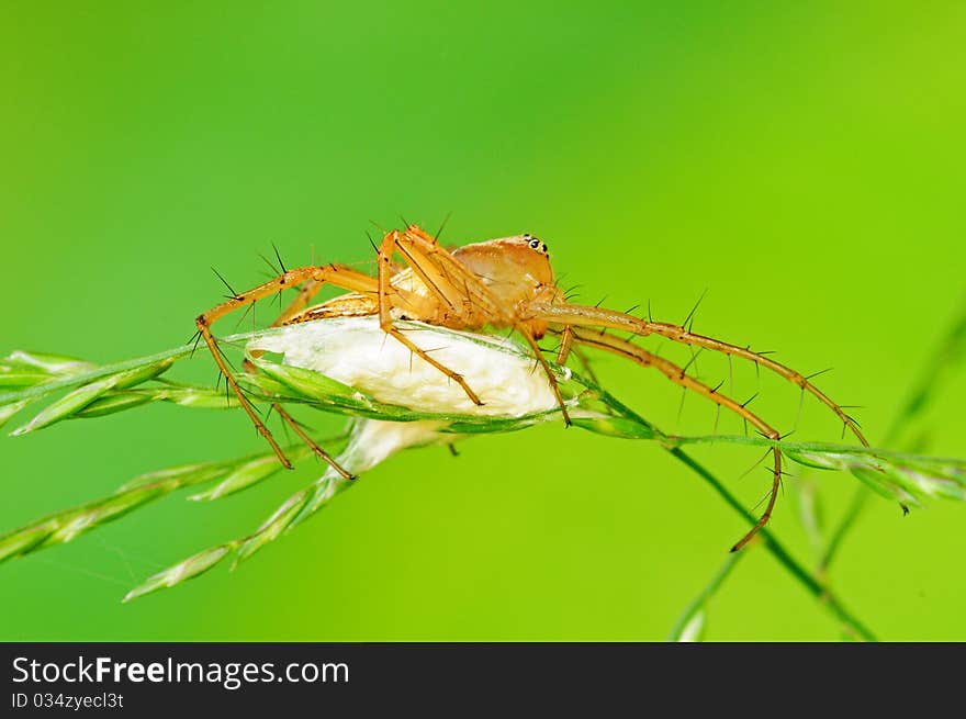 Lynx Spider With Egg Sac In Natural Environment