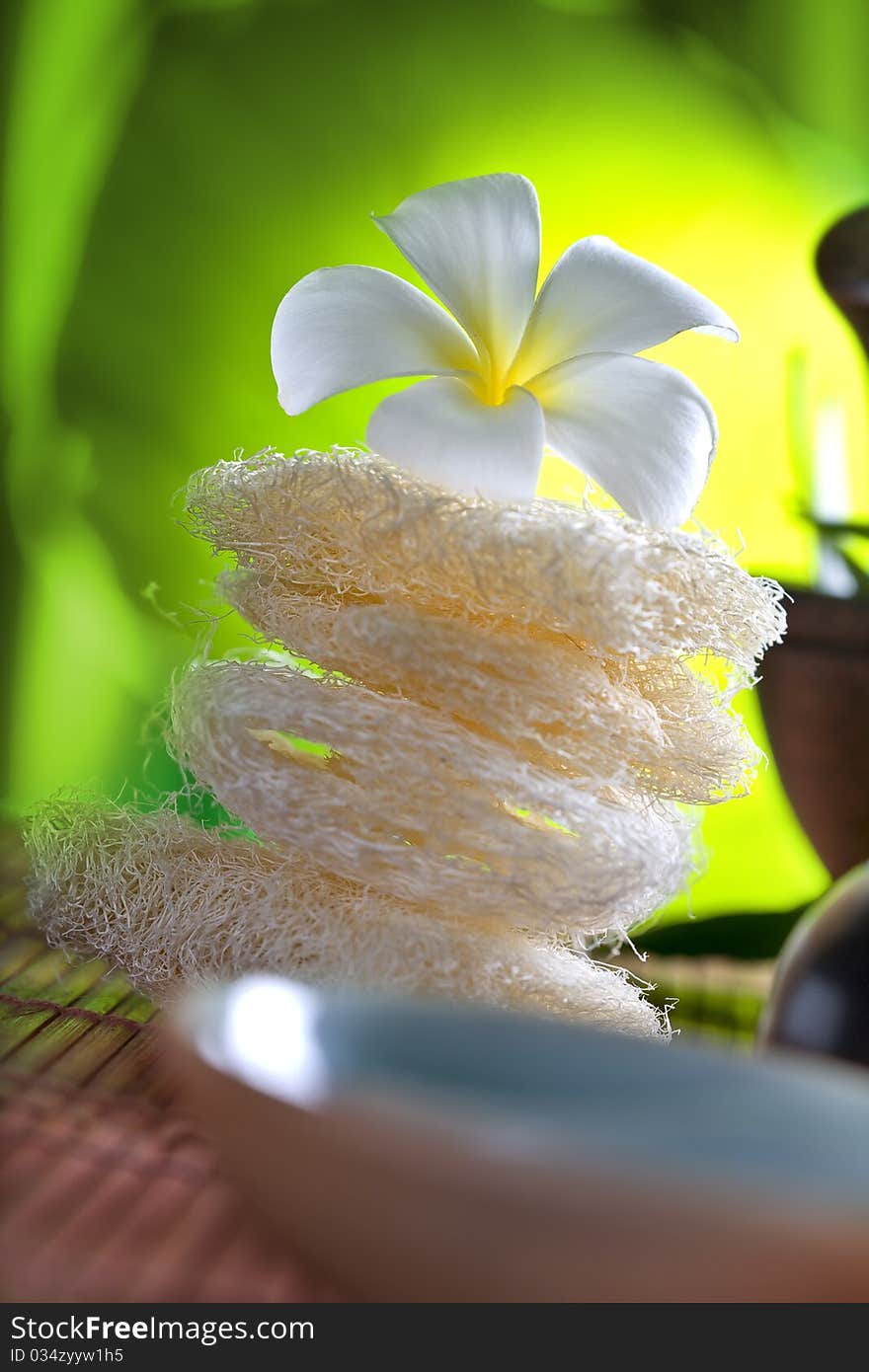 Close up view of   frangipani  flower  on color back