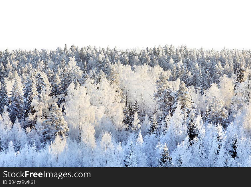 Snowy birches and spruces on a sunny day. Snowy birches and spruces on a sunny day