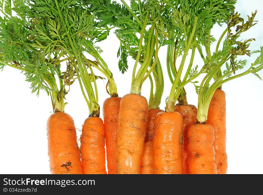 Baby Carrot Plants On White Background. Baby Carrot Plants On White Background