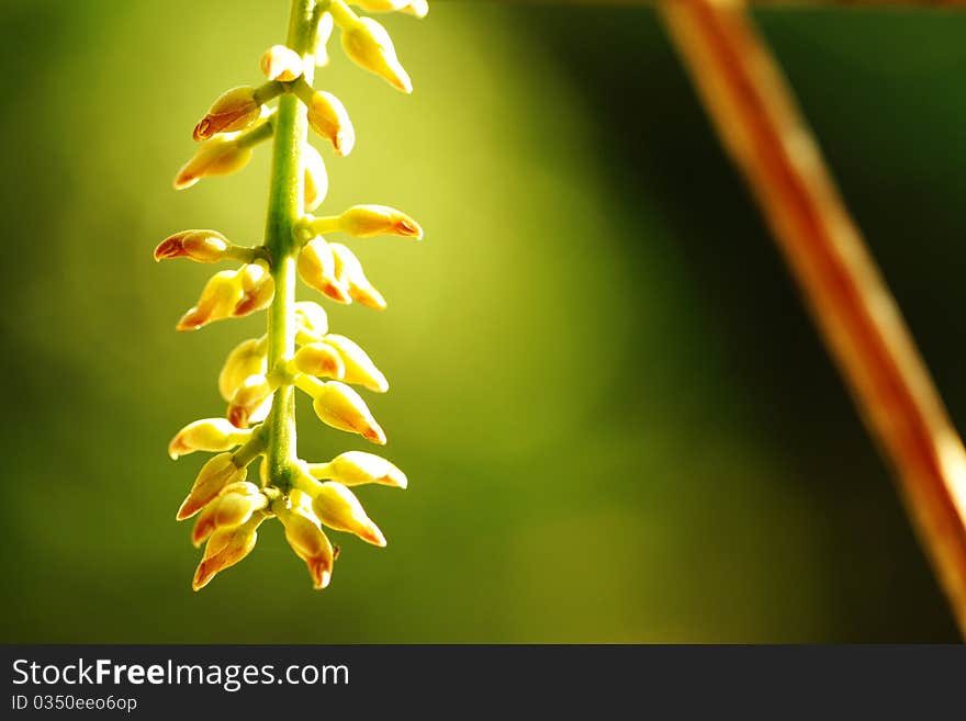 New Guinea Creeper (Mucuna bennettii F. Muell) is a plant from Hawaii and been popular in tropical country. This photo also taken at my workplace.