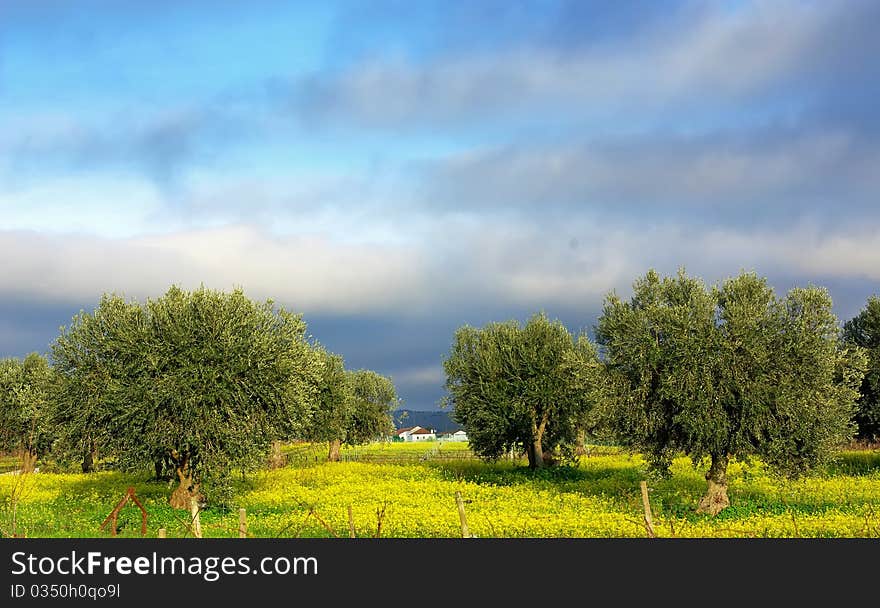 Olives tree .