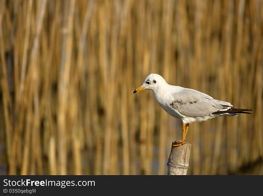 Seagull standing on the timber