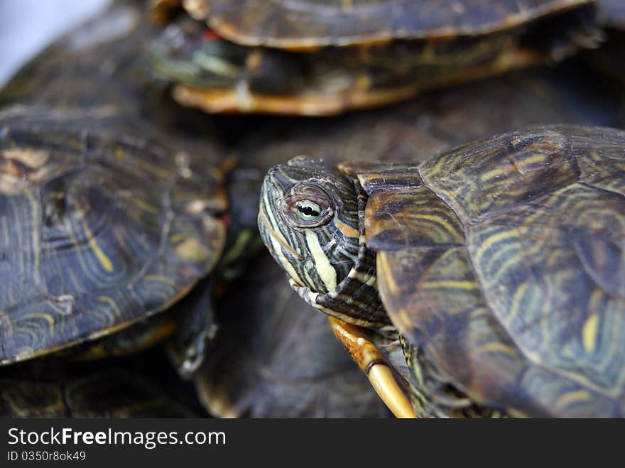 A tortoise, outstretched head, opened his eyes, looking at the outside world;