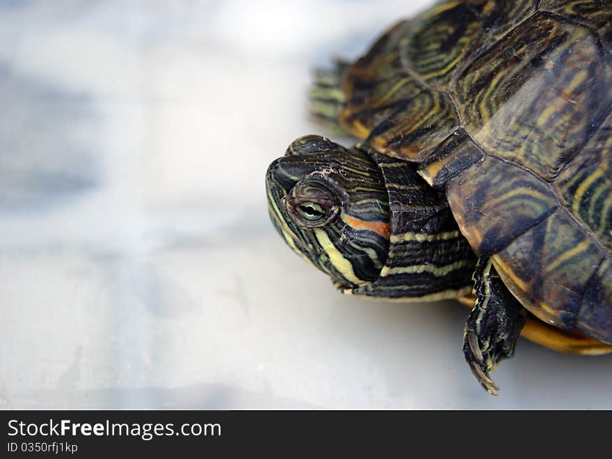 A tortoise, outstretched head, opened his eyes, looking at the outside world