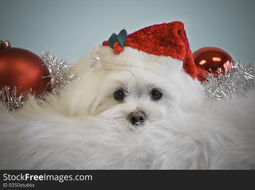 Cute white dog wrapped in silver tinsel with red bulbs laying down on white furry blanket isolated on blue background wearing a red santa hat. Cute white dog wrapped in silver tinsel with red bulbs laying down on white furry blanket isolated on blue background wearing a red santa hat