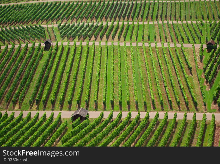 Vineyards