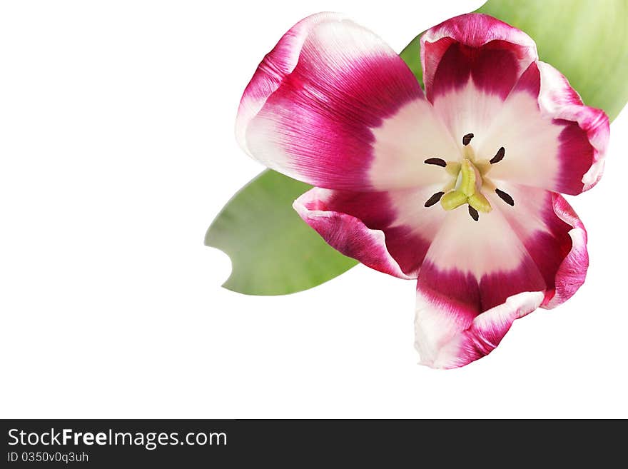 Beautiful tulip