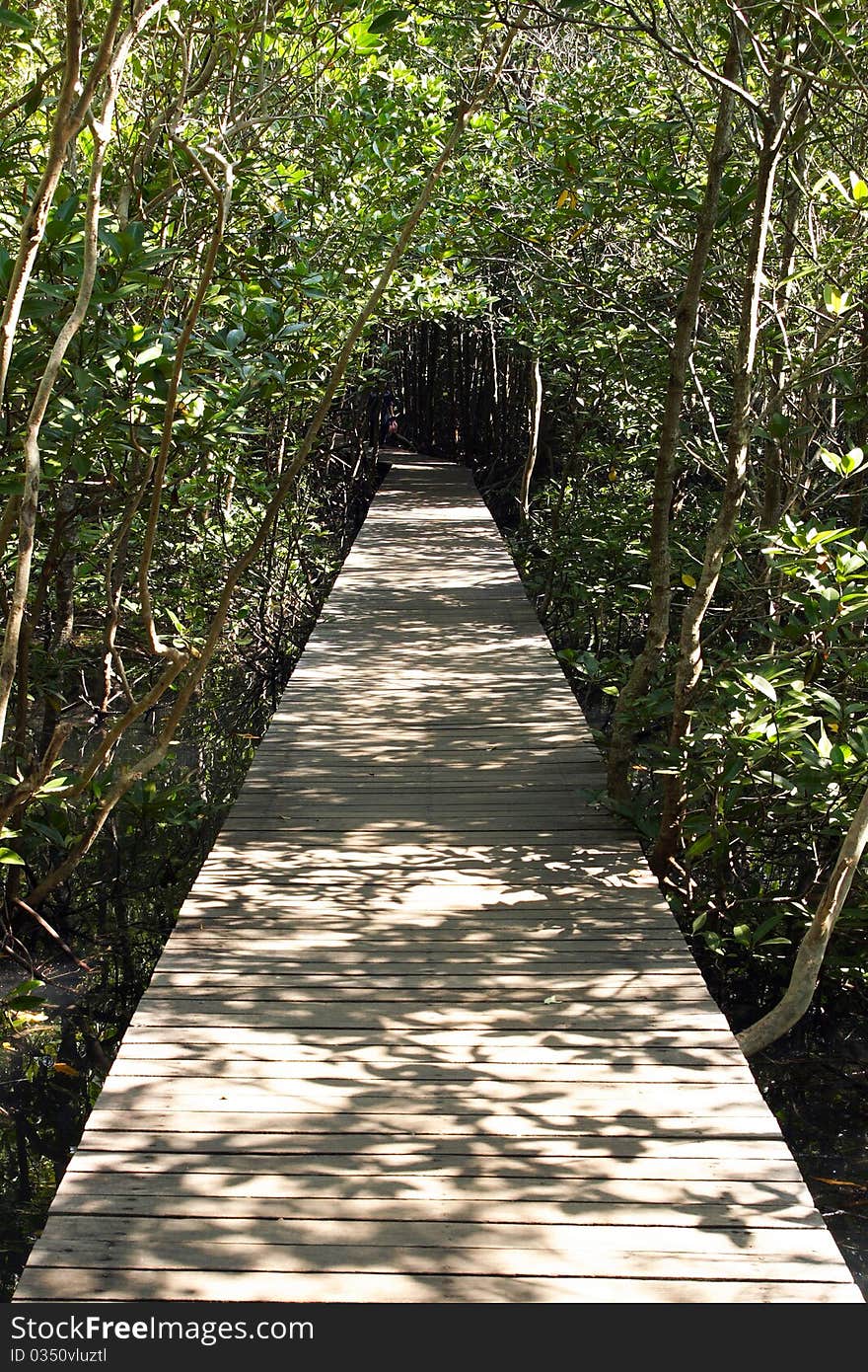 Wood bridge into the forest