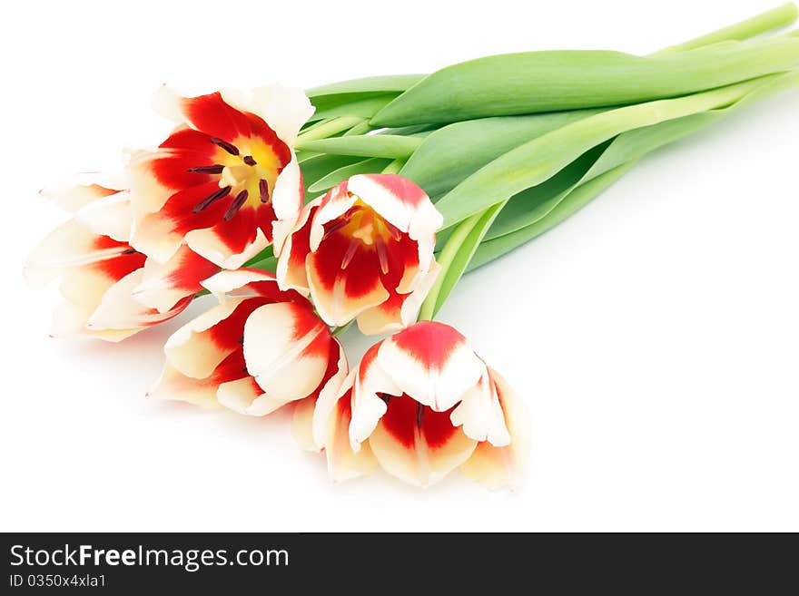 Tulips On A White Background