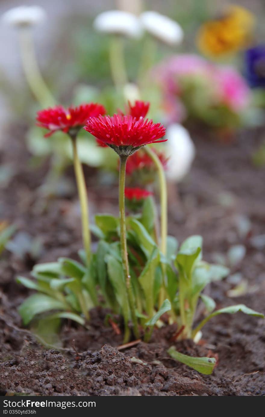 Red spring flowers