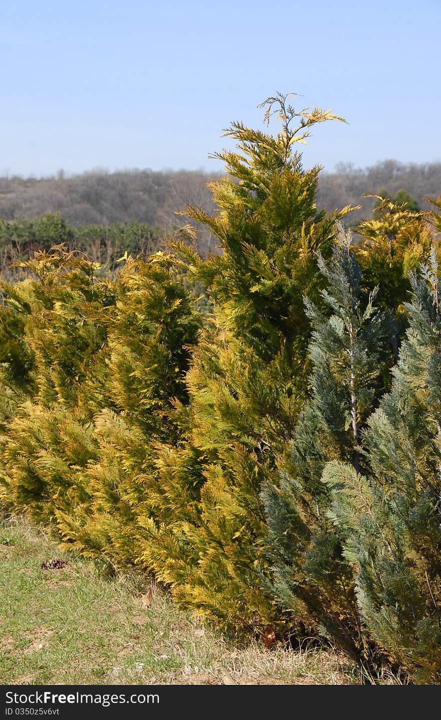 Natural green golden thuja fence outdoor. Natural green golden thuja fence outdoor