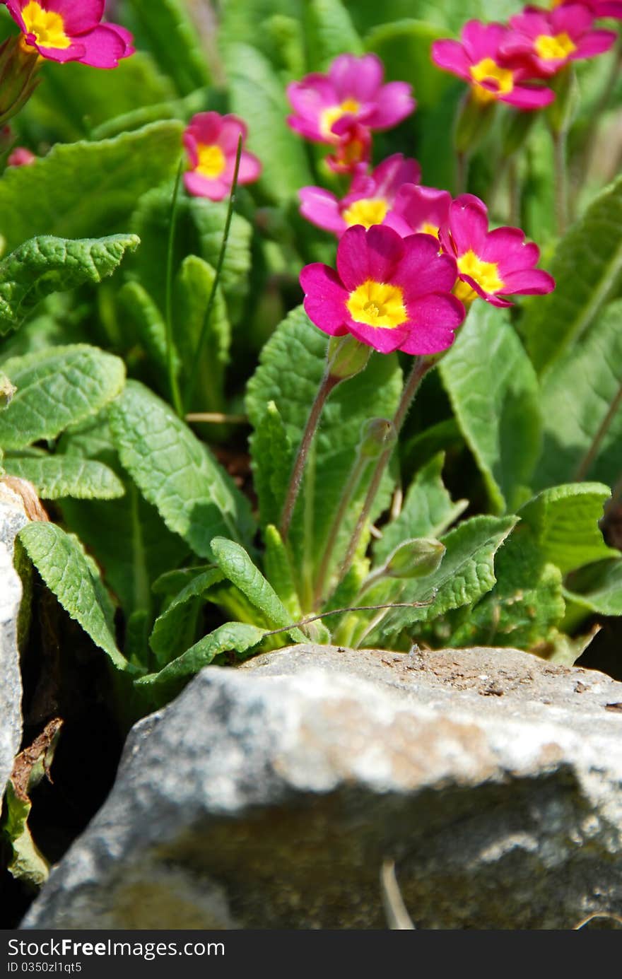 Spring flowers