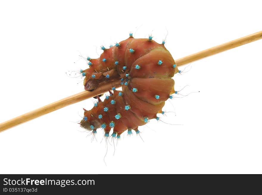 Brown caterpillar on white background. Brown caterpillar on white background