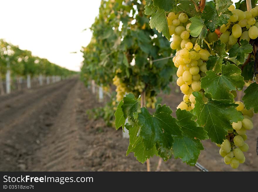 Green Grapes