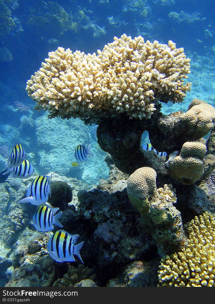 Multicolored fishes and coral