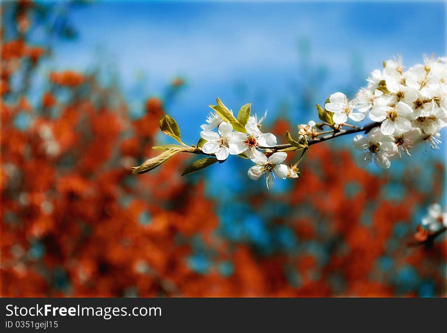 In april apricot flower, fruits. In april apricot flower, fruits