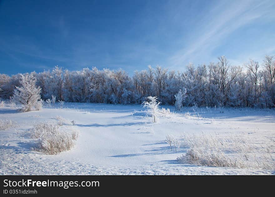 Sunny winter day - snow winter forest.