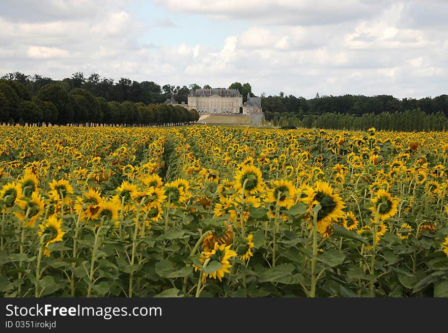 Chateau de Montgeoffroy behind a field with sunflowers