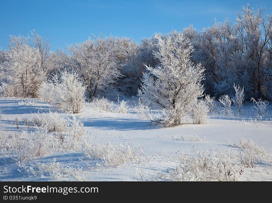 Sunny winter day - winter forest. Russia.