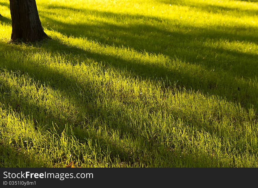 Grass field in the sunrise. Grass field in the sunrise