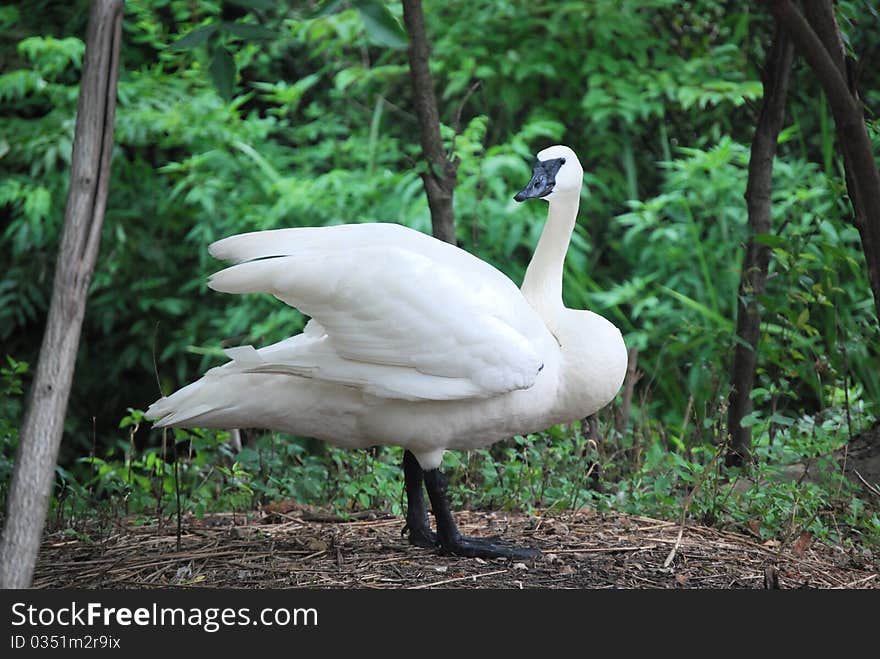 Trumpeter Swan