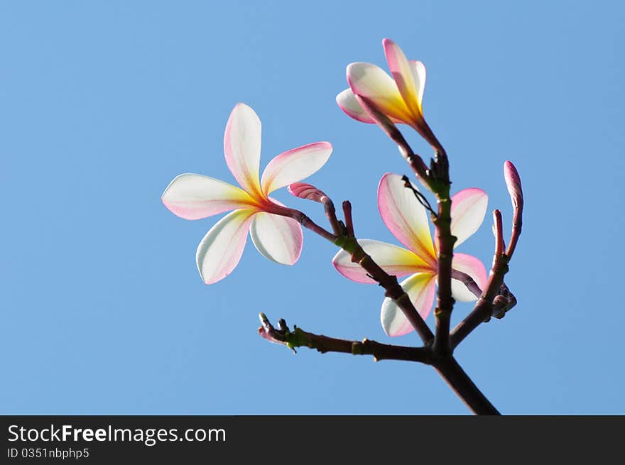 Beautiful pink plumeria on tree