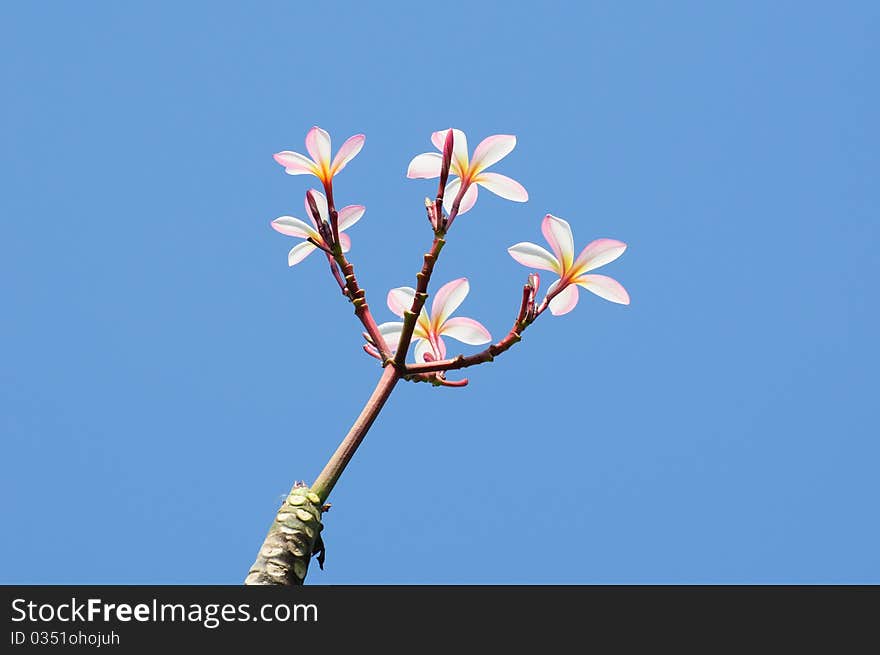 Beautiful Pink Plumeria On Tree