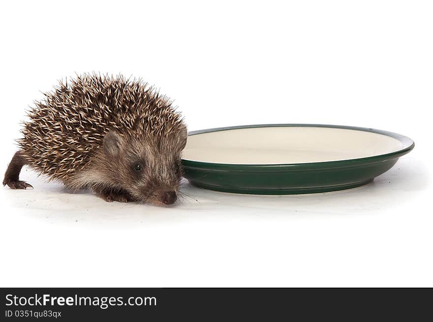 Small grey prickly hedgehog gathering to drink milk from the plate