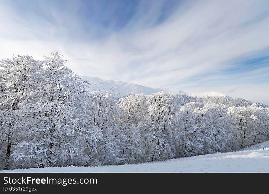 Frozen trees covered with snow in the mountains