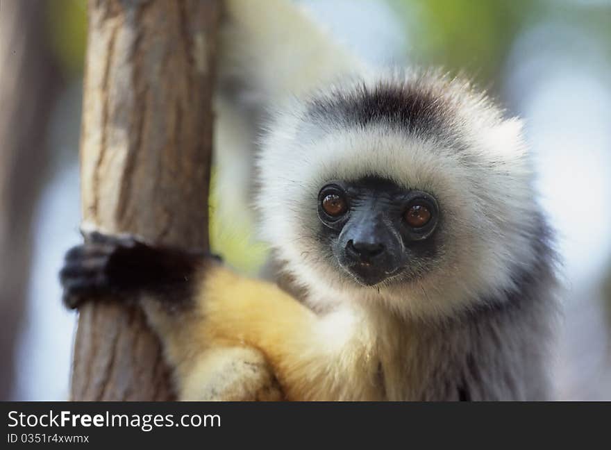 Diademed Sifaka (Propithecus diadema) near Andasibe-Mantadia National Park (Reserve of Perinet). Diademed Sifaka (Propithecus diadema) near Andasibe-Mantadia National Park (Reserve of Perinet)