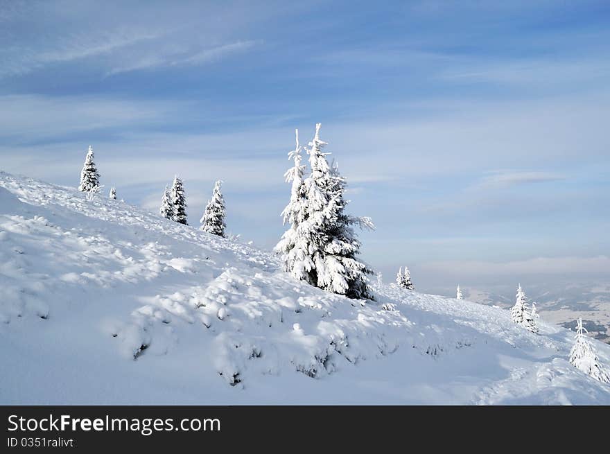 White snowy fir trees on the slope